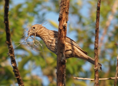 [A underside view of the female as she is perched on a vertical branch and holds some brown tree moss in her beak. Her body is streaks of tan and streaks of brown. She has dark brown eyes.]